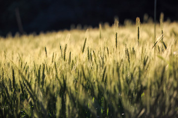 Green grass field Rich harvest wheat field Fresh crop of wheat.