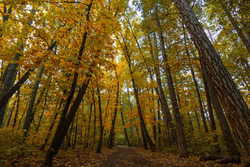 Autumn in park and forest