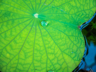 Water drop on green leaf
