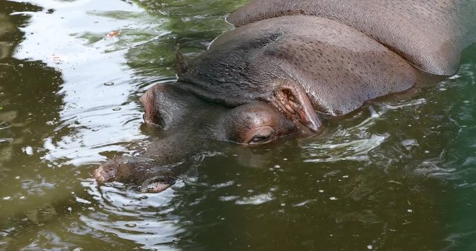 hippopotamus relaxing in the water