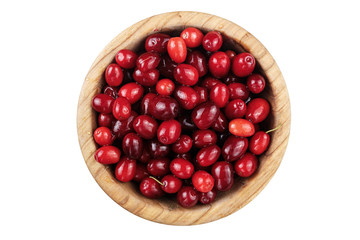 berries of dogwood