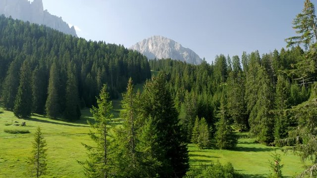 Panorama of beautiful green hills covered with coniferous forest in Dolomites