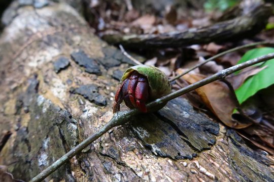 hermit crab exploring forest alone
