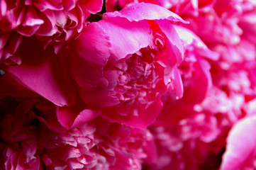 Peony 006