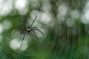 golden silk spider