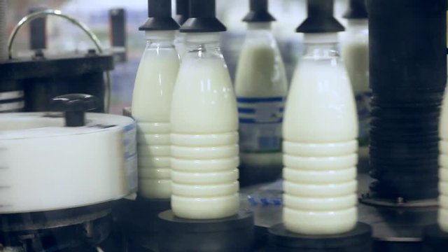 Milk packaging line. Bottle label at dairy factory. Labeling machine at milk factory conveyor belt. Dairy packaging. Milk package. Dairy products label. Food industry. Milk packing. Dairy plant