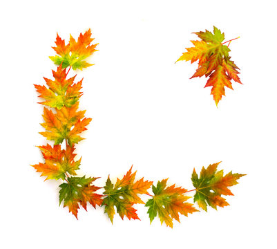 Frame of beautiful autumnal maple leaves on a white background with space for text. Top view, flat lay.