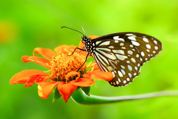 Fototapeta na wymiar Butterfly on orange marigold flower