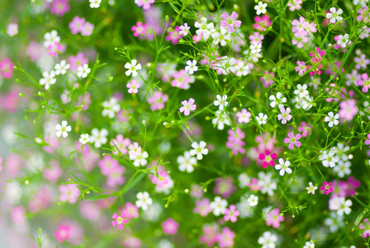 Close up of pink and white Gypsophila flowers.