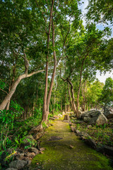 Forest path