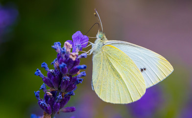 Butterfly resting on a flower