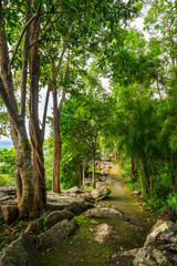 Forest path