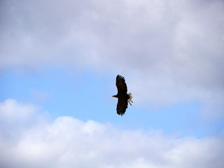 Vol de rapace