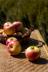 Autumn harvest concept. Red apples on a straw wicker table and in a basket