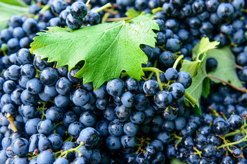 Uva nera, texture, fuoco selettivo