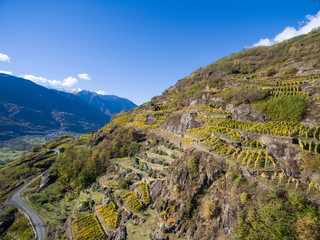 Fototapeta na wymiar Vineyard in Valtellina, aerial photo, autumn