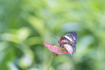 Beautiful Butterfly enjoy eating nectar from fresh flower isolated on green light bokeh background.
