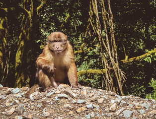 Assamese Macaque (macaca assamensis), Bhutan.