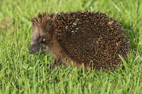 Igel (Erinaceidae)