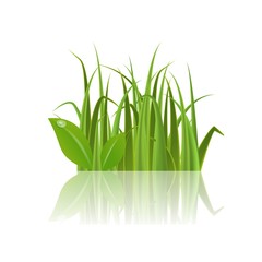 Realistic 3d vector green grass.