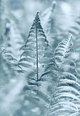 Fern Leaves