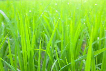 Fresh green rice growing in Thailand. Thai Agricuture.