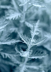 Abstract Nature Background © B.G. Photography