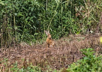 hare in nature