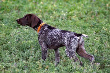 young german shorthair pointer