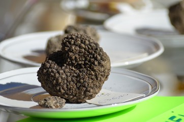 Tartufo