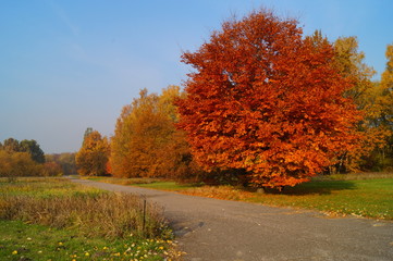 Fototapeta premium Beautiful autumn landscape - great autumn trees - autumn alley 