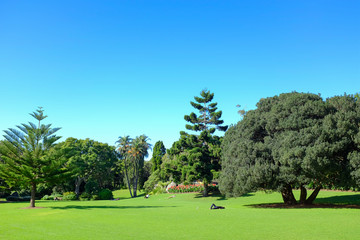 Leisure time in the park. some people napping under the trees.