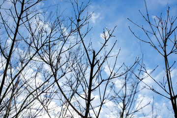 Obraz premium Abstract looking up view to tree branch in autumn with blue sky background.