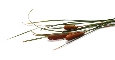 Reeds, bulrush isolated on white background © dule964