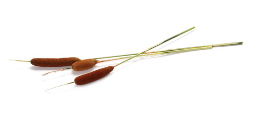 Reeds, bulrush isolated on white background © dule964