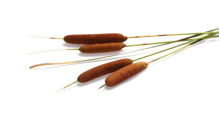 Reeds, bulrush isolated on white background © dule964