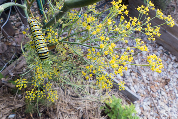 caterpillar of black swallowtail feasts on a fennel plant in an organic backyard garden with host plants for butterfly conservation