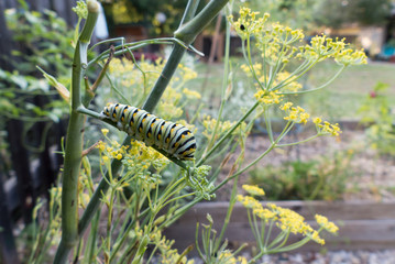 caterpillar of black swallowtail feasts on a fennel plant in an organic backyard garden with host plants for butterfly conservation