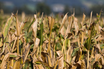 Dürreschäden in der Landwirtschaft