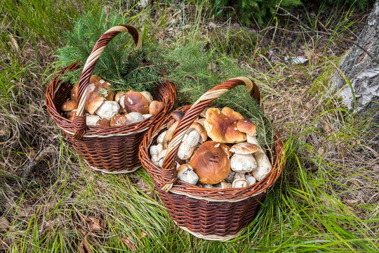 Shot of pair wicker baskets with mushrooms