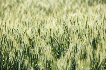 Green grass field Rich harvest wheat field Fresh crop of wheat.