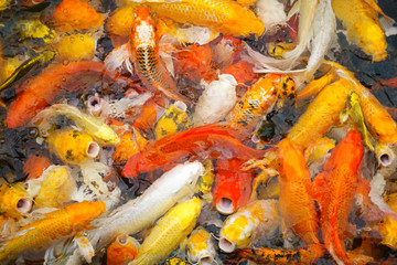 a lot of Fancy carp fish or colorful Koi fish eating food in the pond, soft focus picture