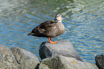 石の上で佇むカルガモ２