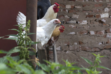 rooster and hen on the farm