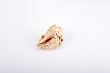 seashell on white background