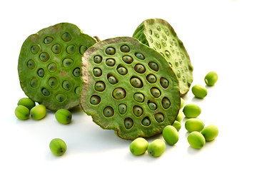 lotus seed close up