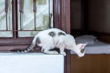 Animal : Cat prepare to jump. 