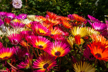 Colorful flowers in Akureyri botanic garden