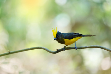 Fototapeta premium Yellow crested bird perching on vine ,natural blurred background. Bird watching and photography is a good hobby to implant our forest conservation.