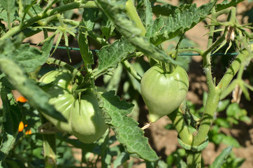 Unripe tomatoes on their stalk in a garden